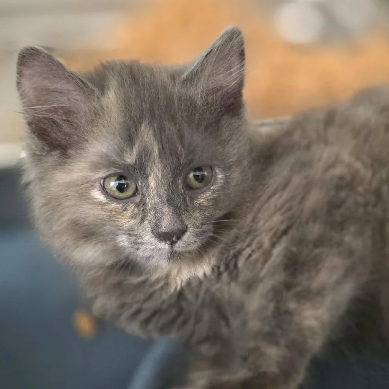 Tulip Trouble thumbnail 2