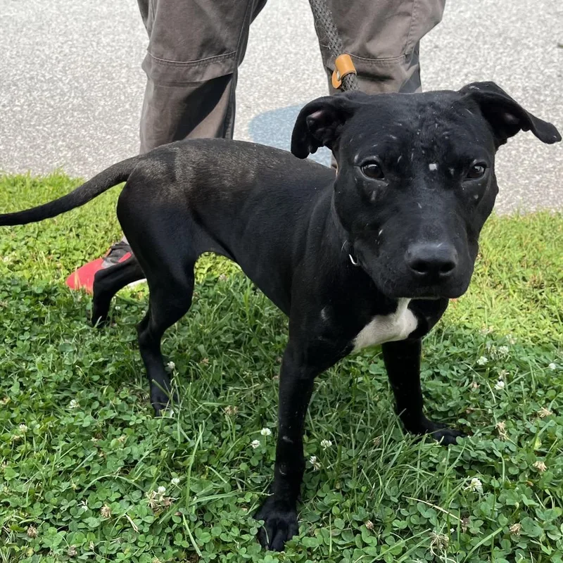 A young small-sized female Black Pit Bull Terrier dog named "Phang" for adoption in Perkiomenville, PA