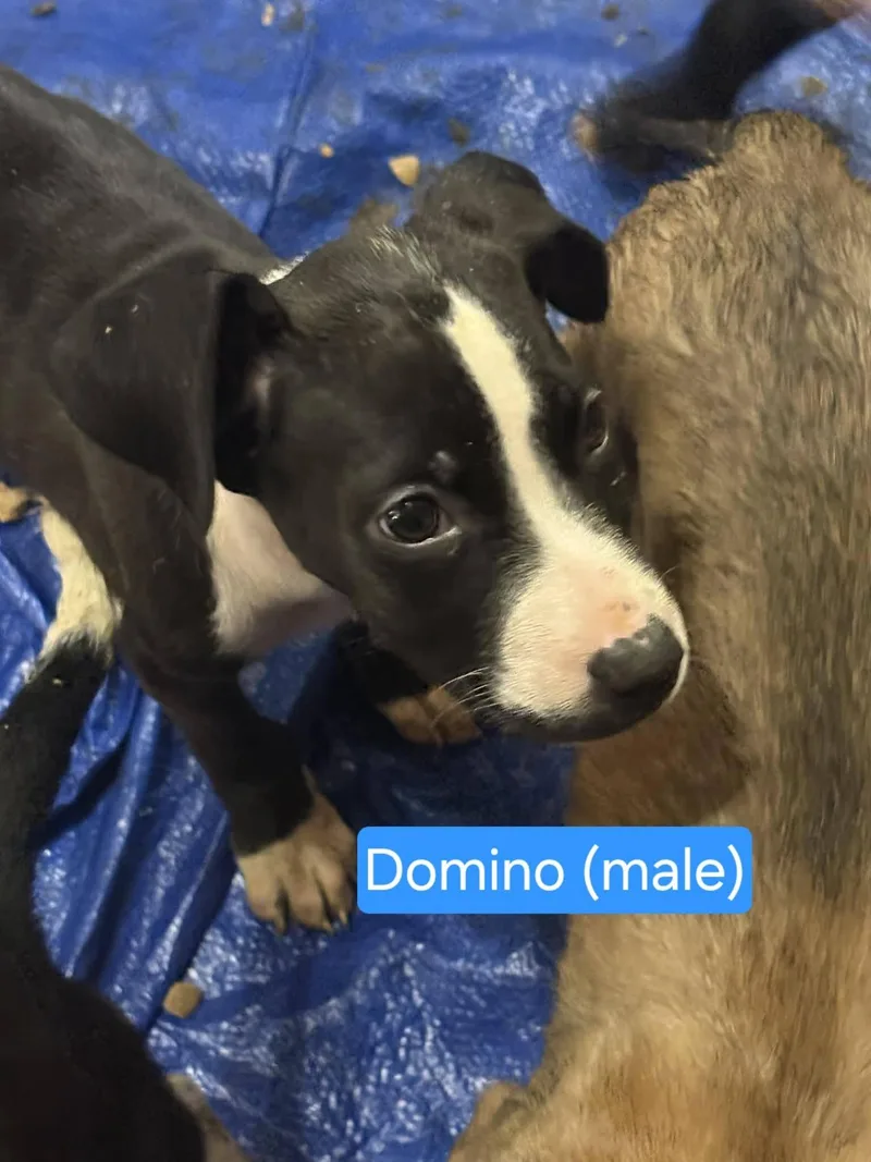 A baby small-sized male Black Border Collie dog named Domino for adoption in Blue Bell, PA