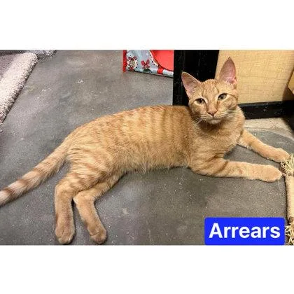 An adult medium-sized male Domestic Short Hair cat named Arrears Kershaw for adoption in Hudson, MA