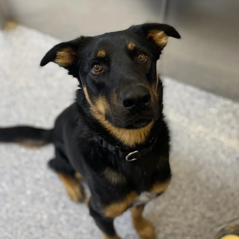 An adult medium-sized male Black German Shepherd Dog dog named Asher for adoption in Great Falls, MT
