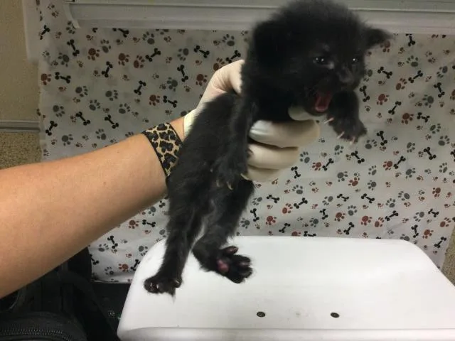 A baby small-sized male Domestic Short Hair cat named Kisses for adoption in Riverside, CA