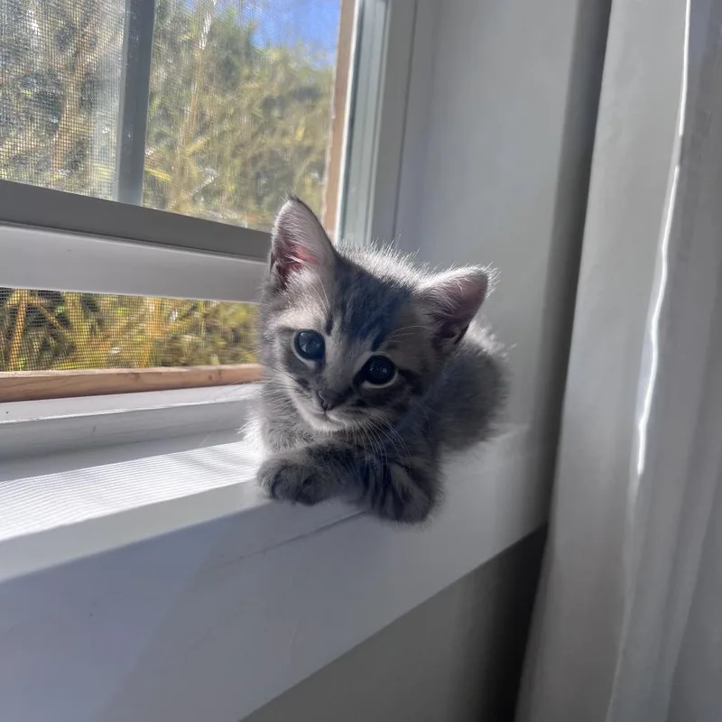 A baby small-sized male Gray / Blue / Silver Domestic Medium Hair cat named Little Man for adoption in Tacoma, WA