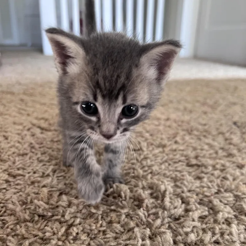 Little Man thumbnail 2