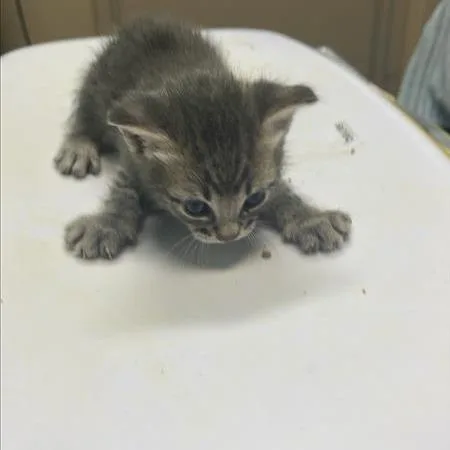 Little Man thumbnail 3