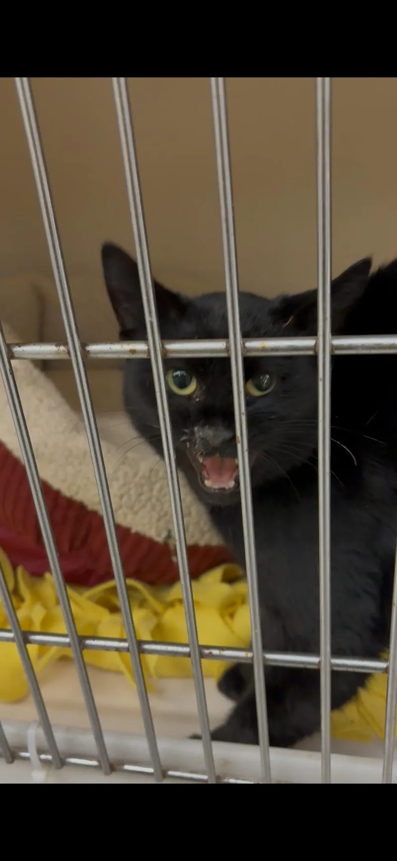 An adult medium-sized female Black Domestic Short Hair cat named Freya RM for adoption in Rockaway, NJ