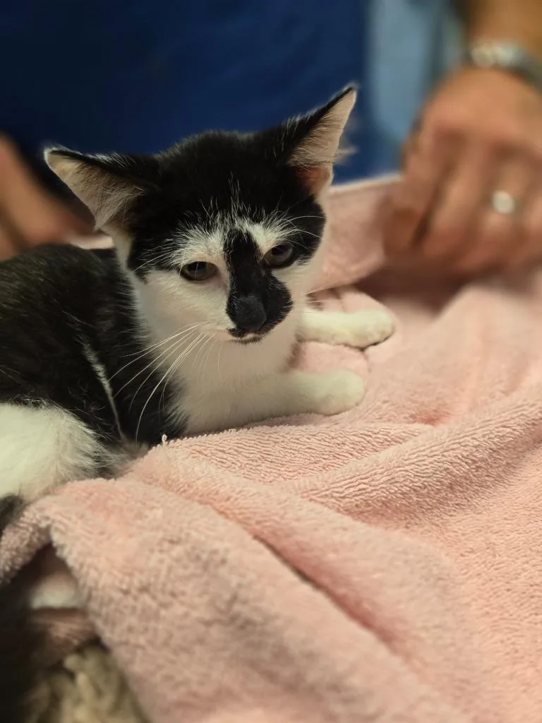 A baby small-sized male Domestic Short Hair cat named Bon Jovi for adoption in Detroit, MI