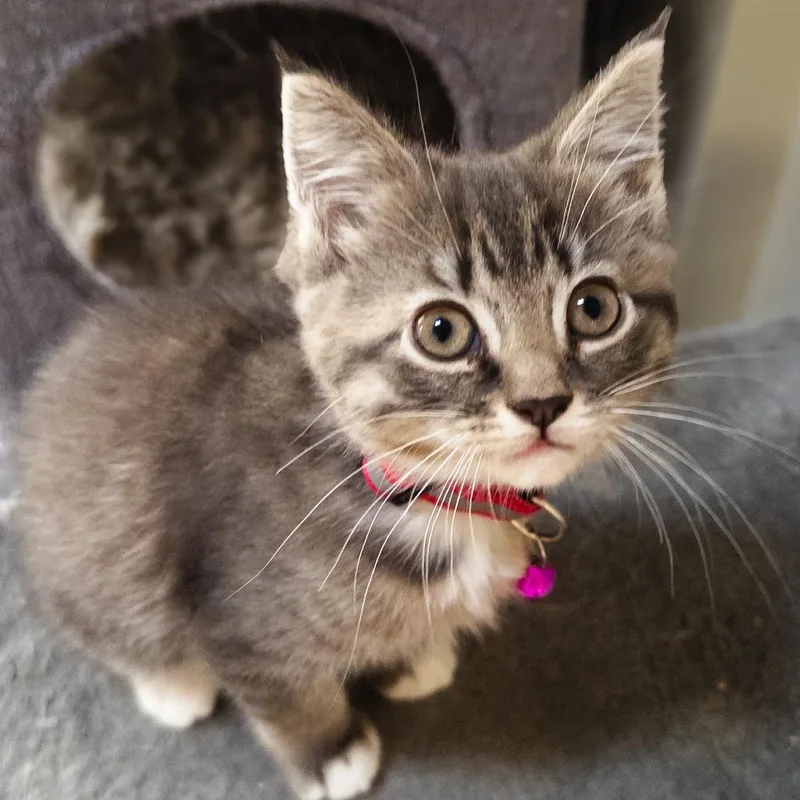 A baby small-sized female White Domestic Short Hair cat named Pewter for adoption in Philadelphia, PA