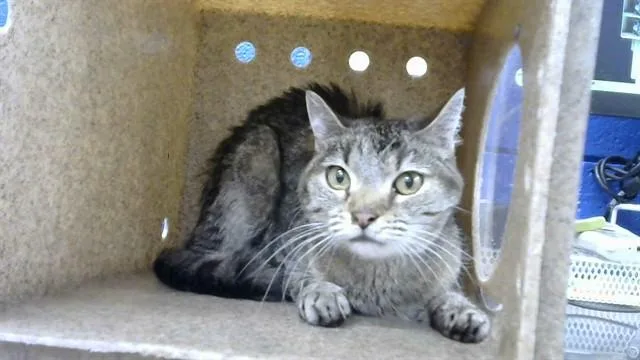 An adult small-sized male Domestic Short Hair cat named Valentine for adoption in Albuquerque, NM