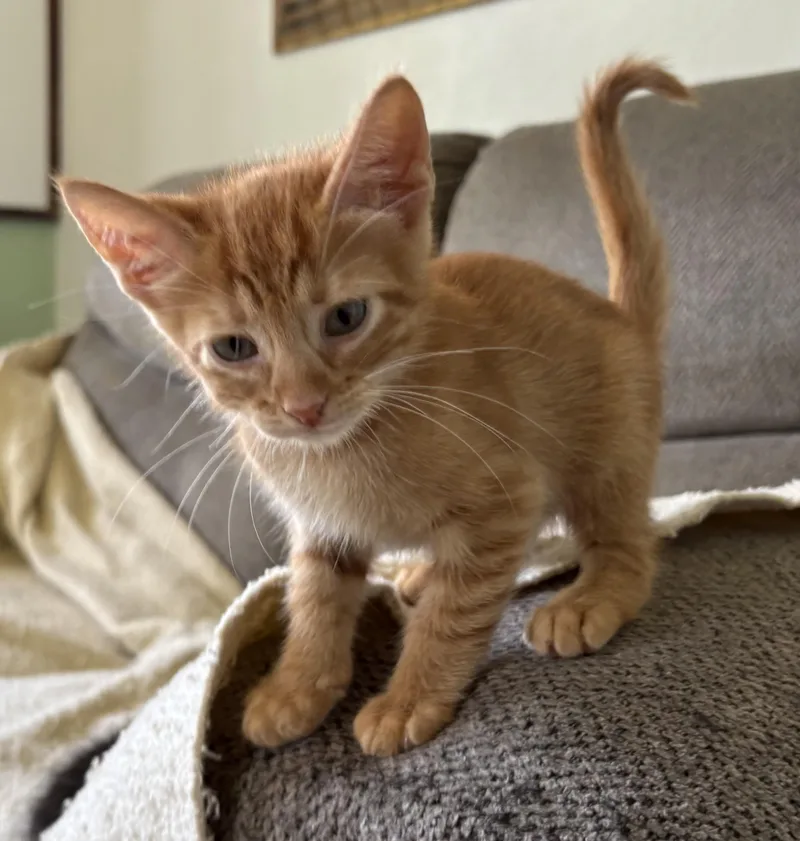 A baby small-sized male Tabby (Orange / Red) Domestic Short Hair cat named Enzo for adoption in Aibonito, PR