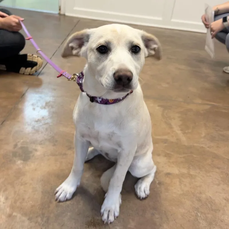 A baby medium-sized female White / Cream Shepherd dog named Nyla for adoption in Deerfield, IL