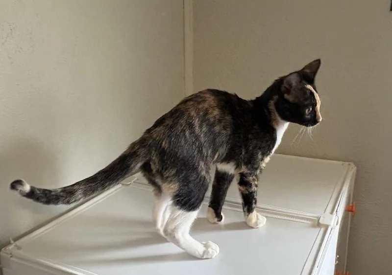 A baby small-sized female Domestic Short Hair cat named Monet for adoption in Dallas, TX