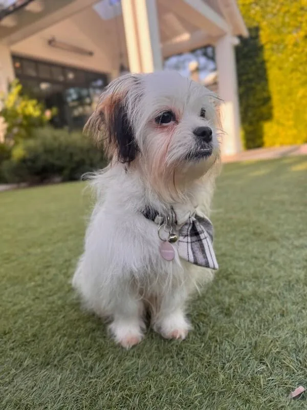 An adult medium-sized male Maltese dog named Louie for adoption in Manhattan Beach, CA