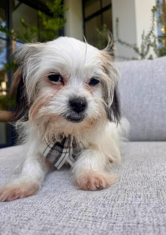 Louie thumbnail 4
