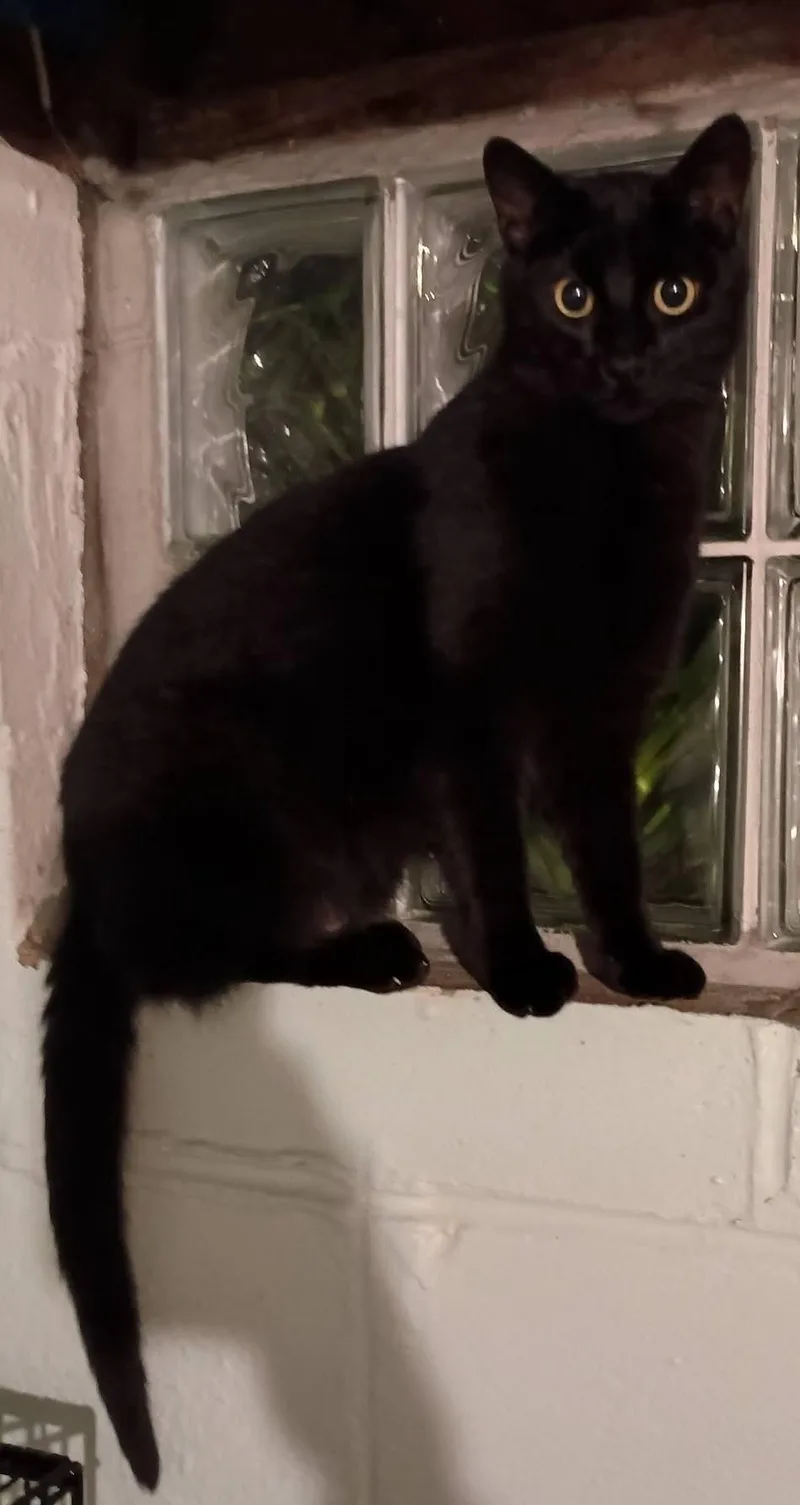 An adult medium-sized male Black Domestic Short Hair cat named Gregory for adoption in Milwaukee, WI