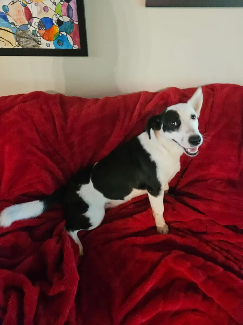 A young medium-sized male Black Basset Hound dog named Ollie for adoption in Alexandria, LA