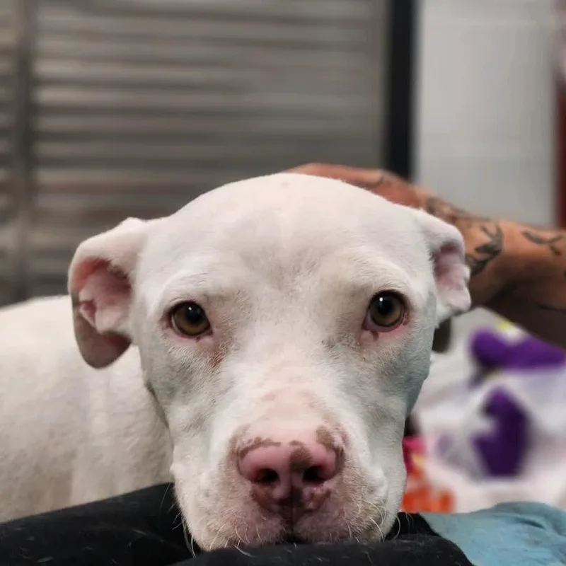 An adult small-sized female White / Cream Mixed Breed dog named Momma Oprah for adoption in Columbiana, AL