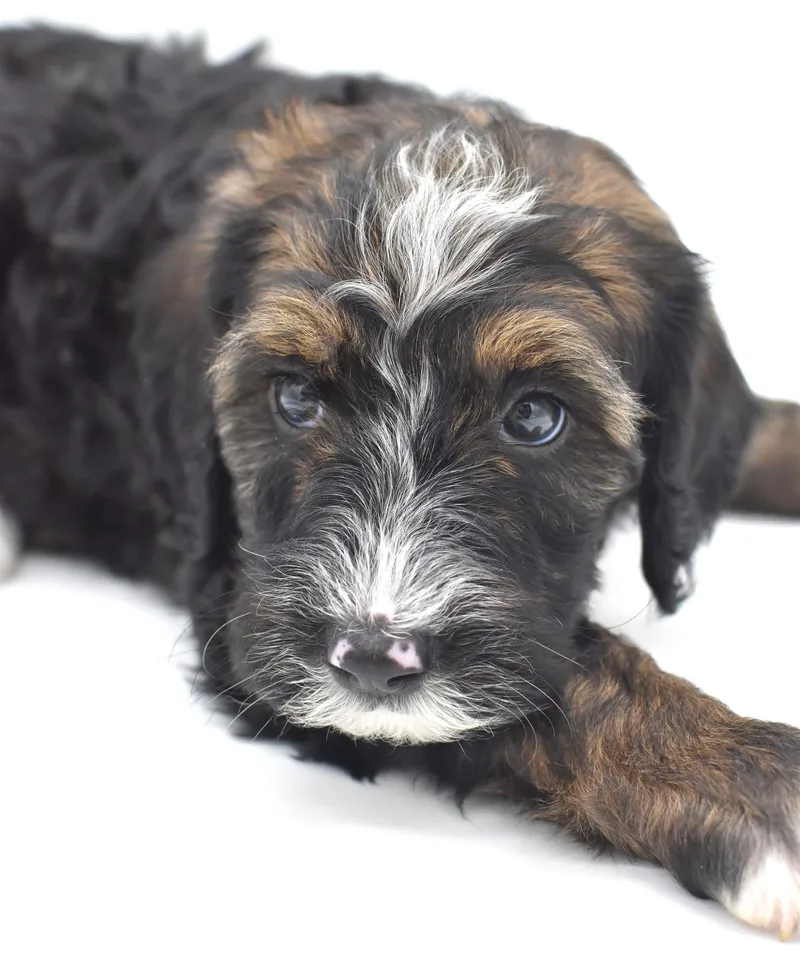A baby large-sized female Bernadoodle dog named Josie for adoption in Mobile, AL