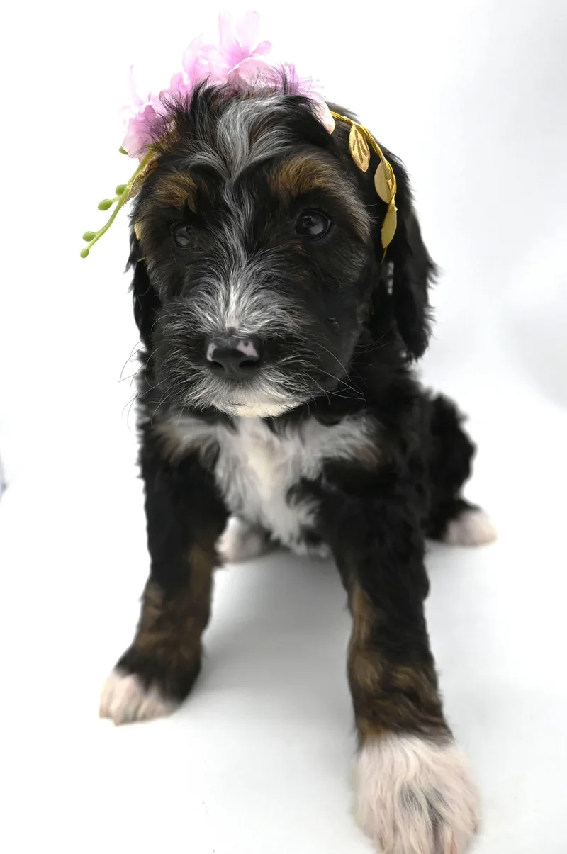 Josie thumbnail 3