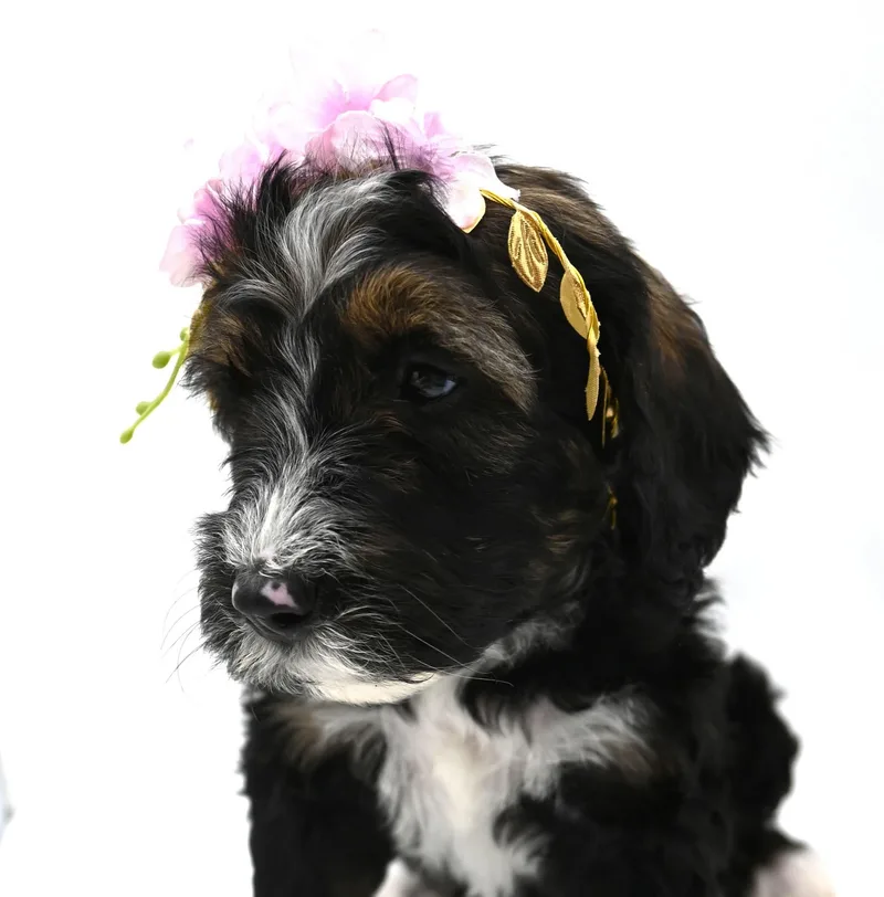 Josie thumbnail 5