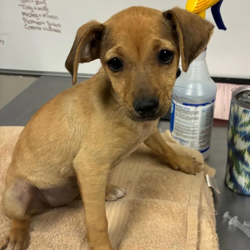 A young small-sized female Golden Golden Retriever dog named Sara for adoption in Yuma, AZ