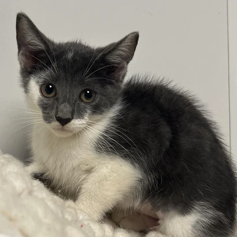 A baby small-sized female Gray / Blue / Silver Domestic Short Hair cat named Lia for adoption in West Palm Beach, FL