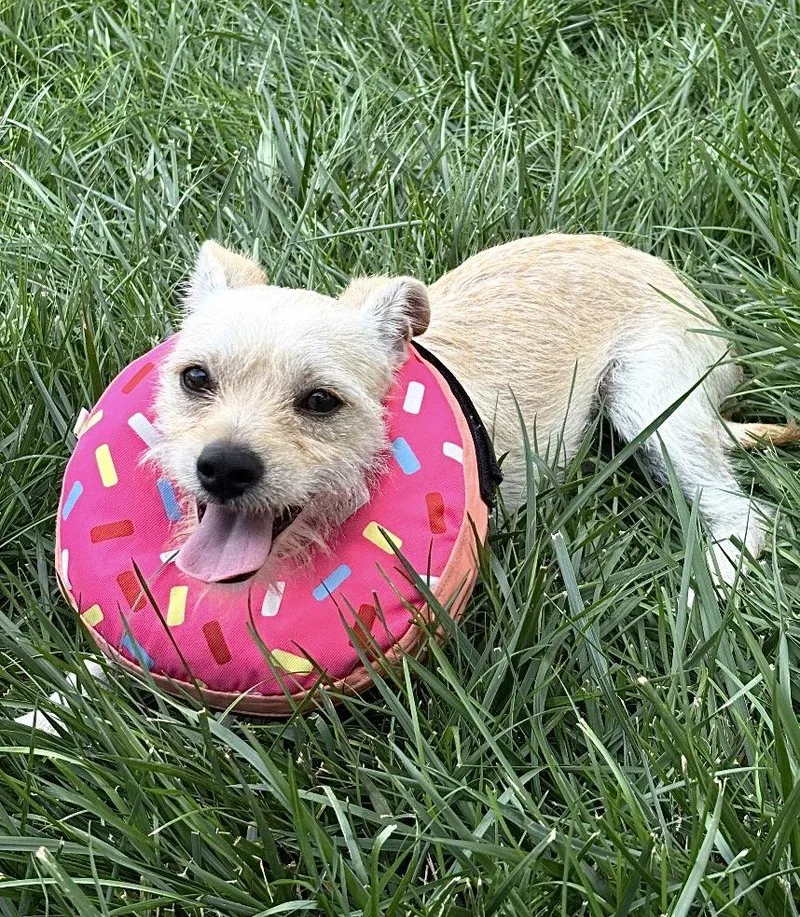 A baby small-sized male Terrier dog named Cosmo for adoption in Omaha, NE
