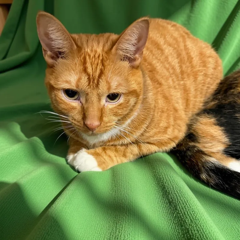 An adult small-sized female Orange / Red Domestic Short Hair cat named Strawberry Shortcake for adoption in Granville, OH
