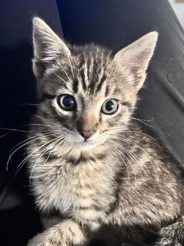 A baby small-sized male Domestic Short Hair cat named Billy Ray for adoption in Colorado Springs, CO