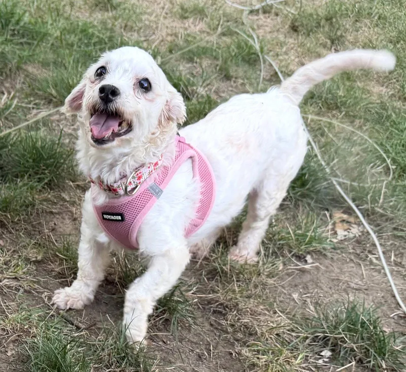 An adult small-sized female Maltese dog named Octavia Wright for adoption in Saunderstown, RI