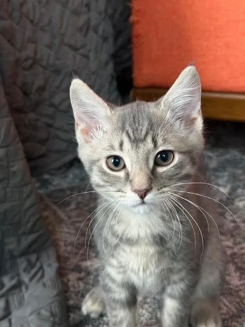 A baby medium-sized male Tabby (Gray / Blue / Silver) Domestic Short Hair cat named Rocket for adoption in Murfreesboro, TN
