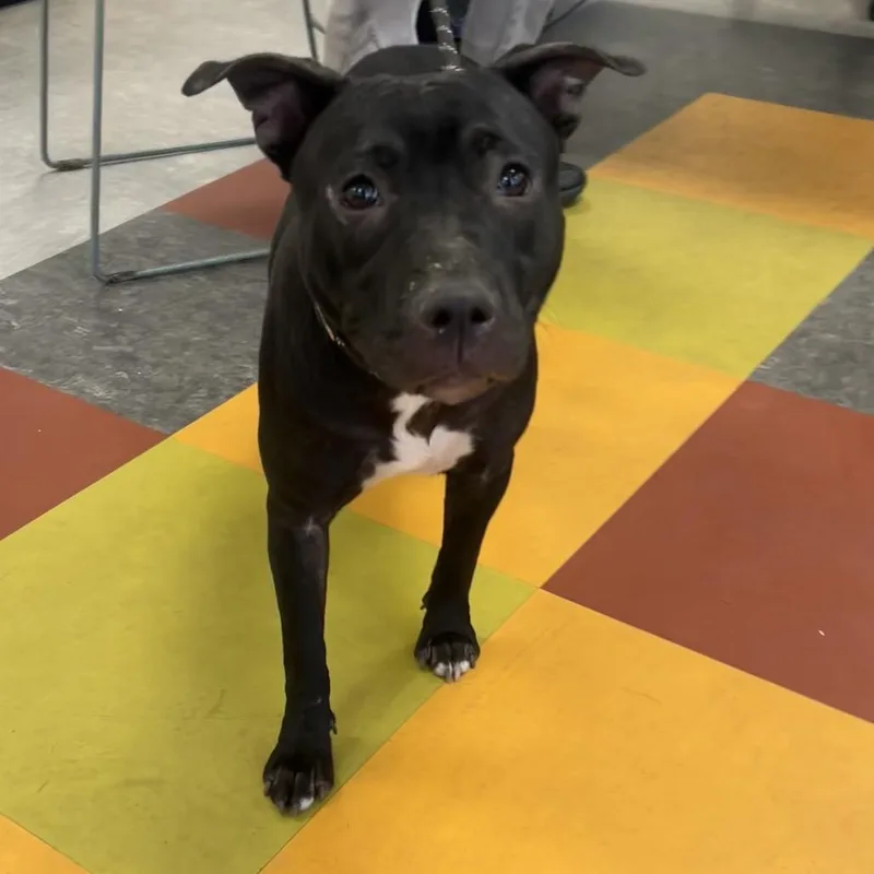 An adult medium-sized female Black Mixed Breed dog named Zinnia for adoption in Philadelphia, PA