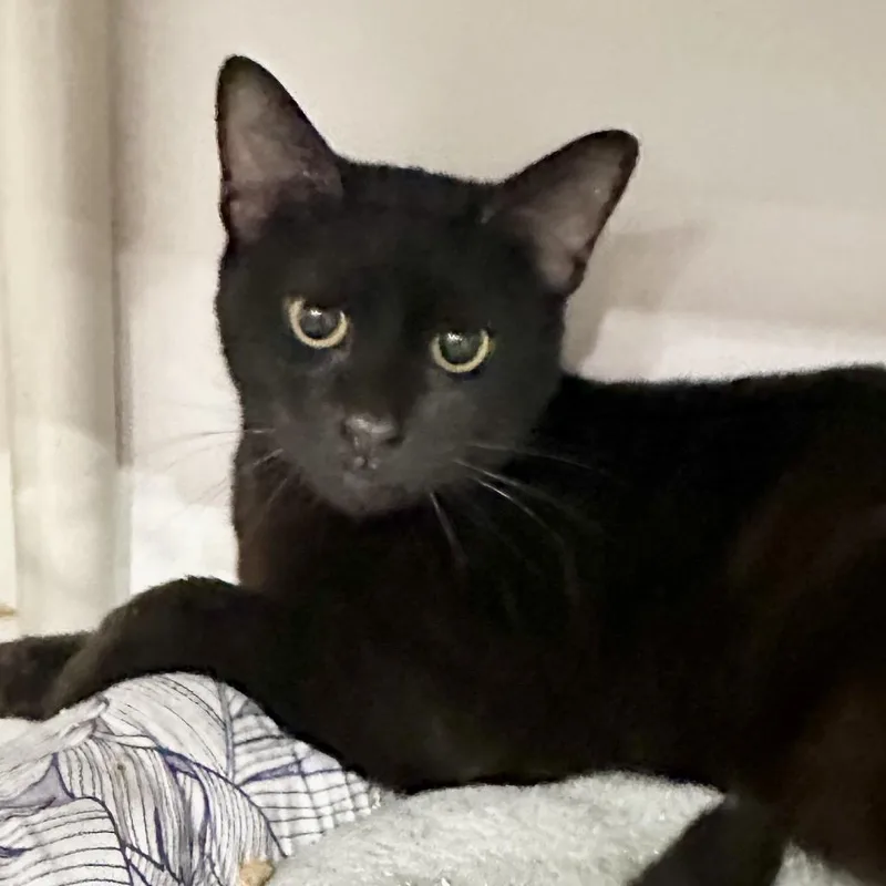 An adult medium-sized male Black Domestic Short Hair cat named Percy for adoption in Hawthorne, CA
