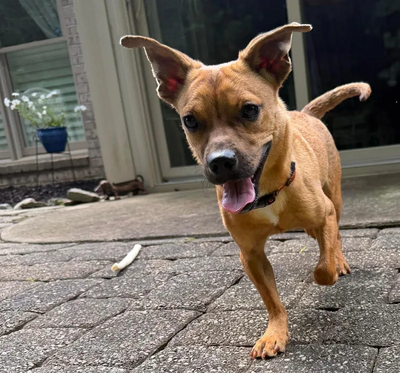 An adult small-sized male Yellow / Tan / Blond / Fawn Dachshund dog named Peanut for adoption in Calera, AL
