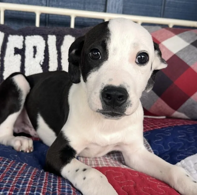A baby medium-sized male Tricolor (Brown, Black, & White) Pointer dog named Pup Speckles for adoption in Washington, DC