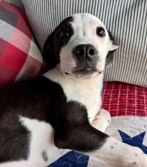 Pup Speckles thumbnail 2