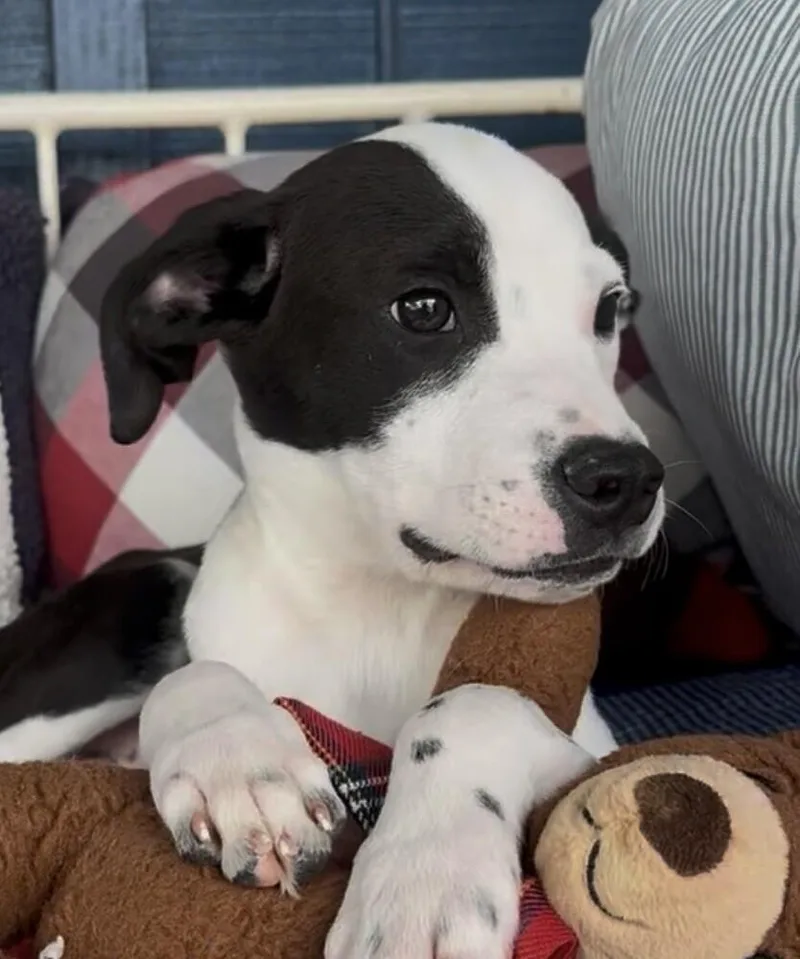 Pup Speckles thumbnail 3