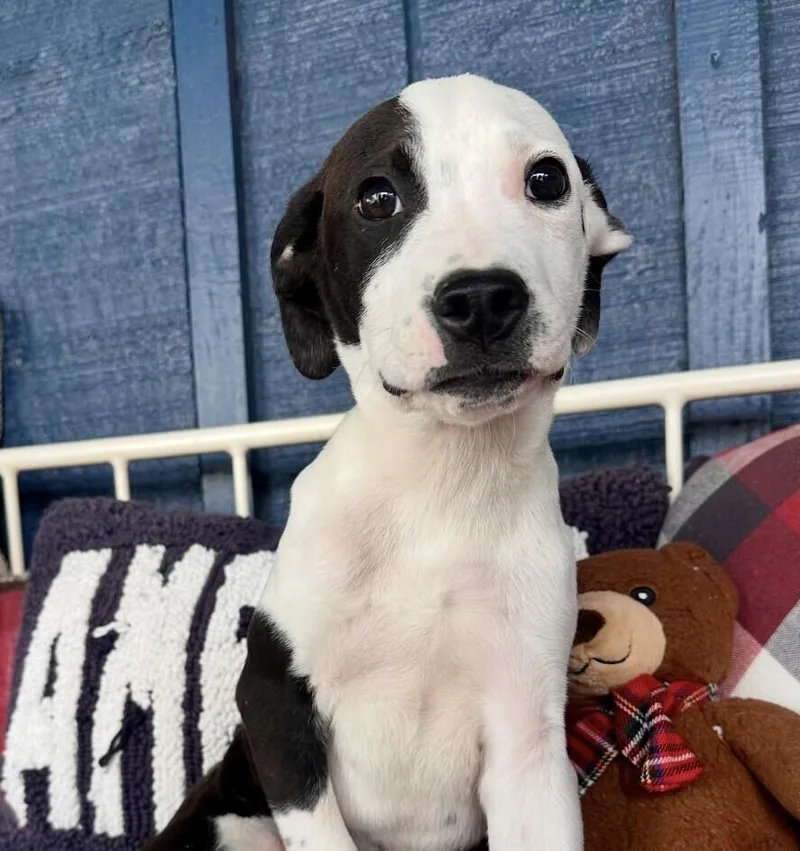 Pup Speckles thumbnail 4