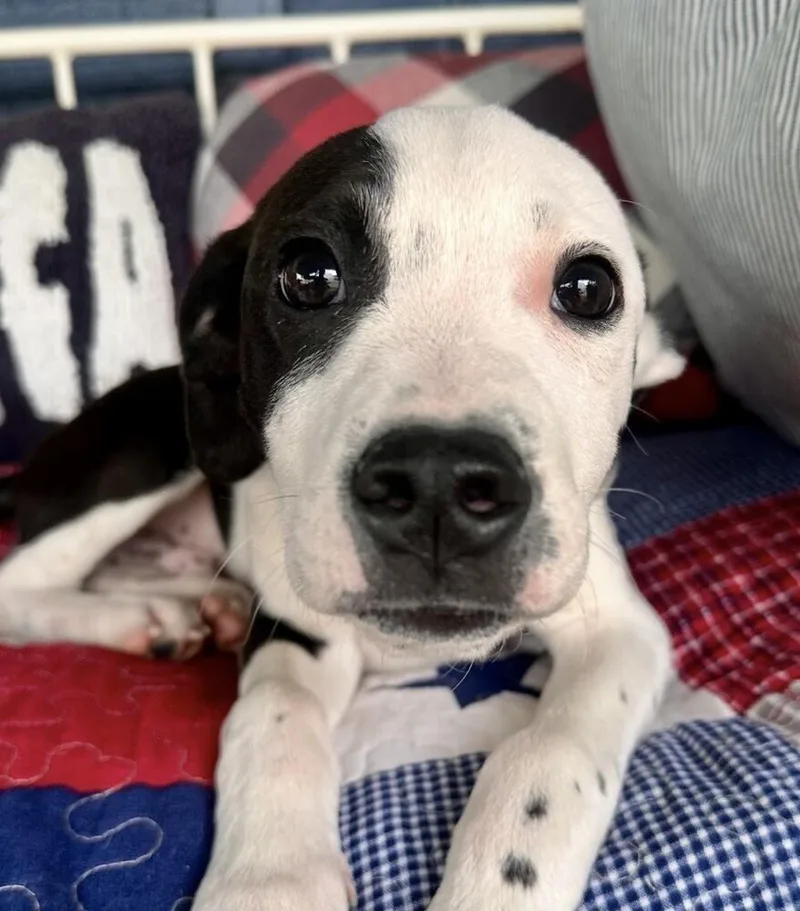 Pup Speckles thumbnail 5