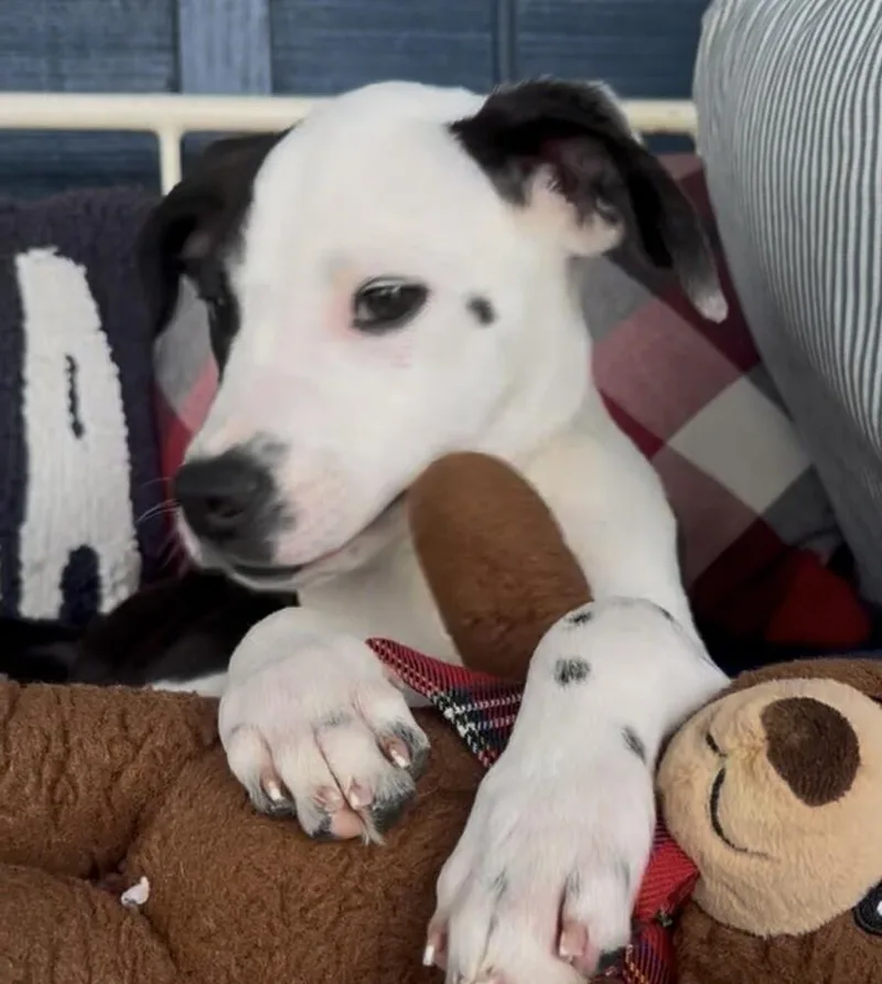 Pup Speckles thumbnail 6