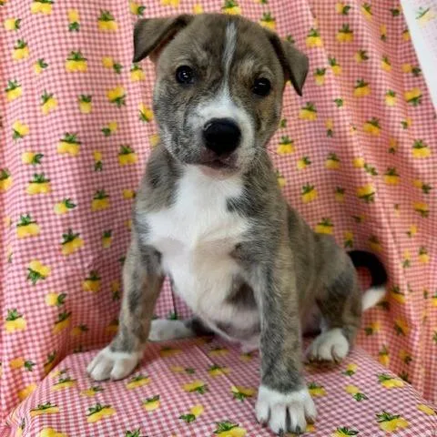 A baby small-sized male Brindle Shepherd dog named Chuckie for adoption in Greenville, SC