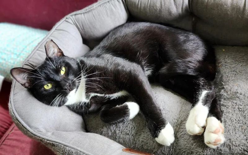 Scratch Post thumbnail 3