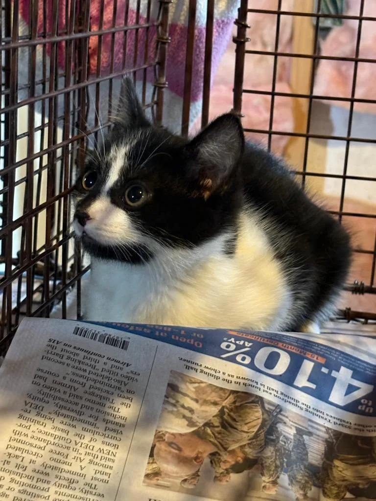 A baby small-sized male Domestic Short Hair cat named Penguin for adoption in San Antonio, TX