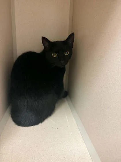 A young medium-sized male Domestic Short Hair cat named Scarface for adoption in Bowling Green, KY