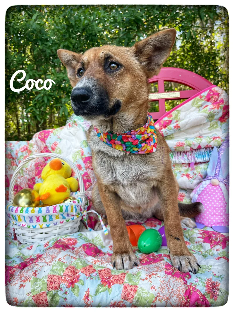 Coco