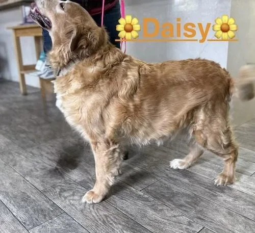 A senior extra large-sized female Golden Retriever dog named Daisy for adoption in Killingworth, CT