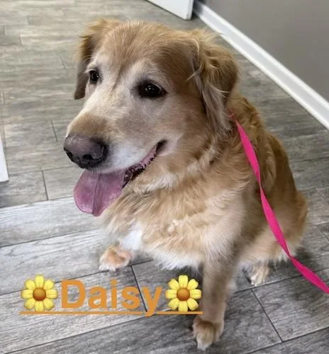Daisy thumbnail 2