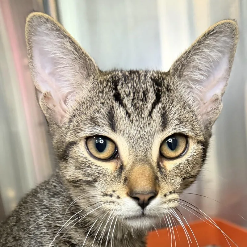 A young medium-sized male Domestic Short Hair cat named Modric for adoption in Los Angeles, CA