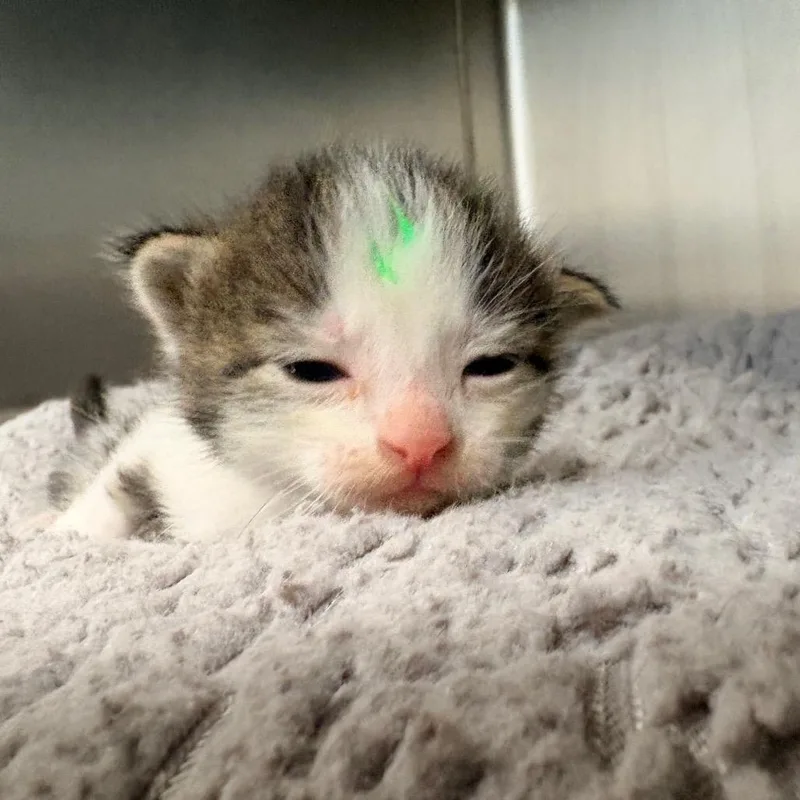 A baby small-sized female White Domestic Short Hair cat named Riviera for adoption in West Palm Beach, FL