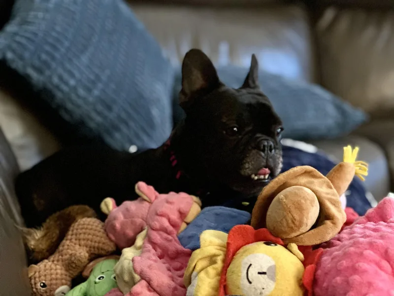 Delilah Aka "cocoa Beanie" thumbnail 2